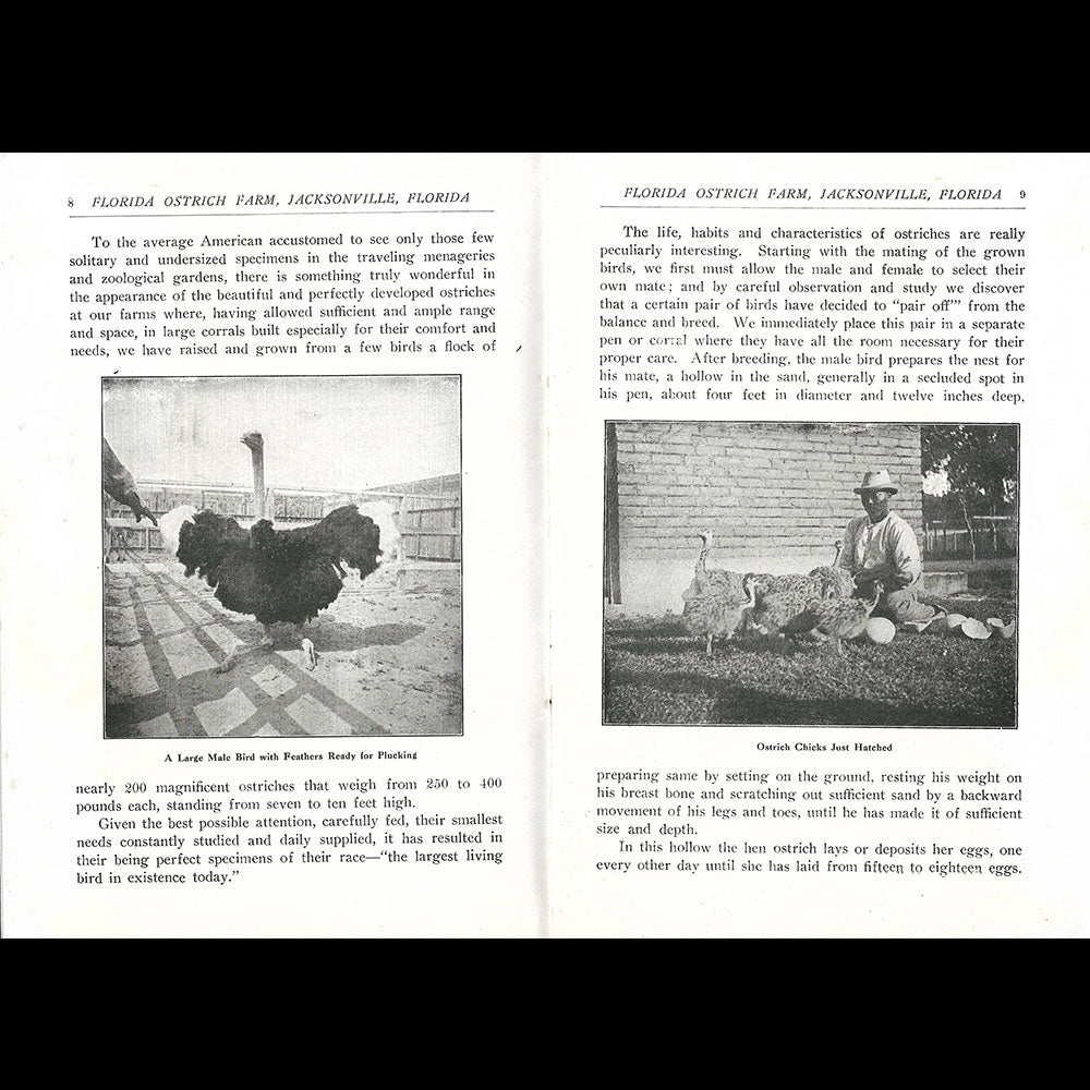 Florida Ostrich Farm - Plaquette de la maison de plumes de Jacksonville (1910s)